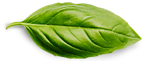 UKULUKU_home basil leaf.png